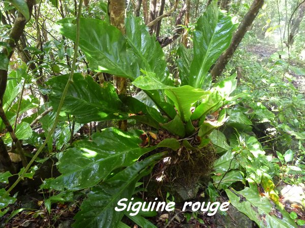 Anthurium hookeri, Siguine rouge, Piton de Bouillnate