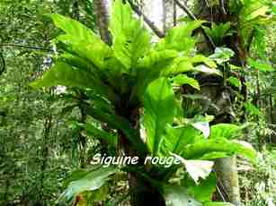 siguine rouge, epiphyte, nez cassé, basse terre, guadeloupe