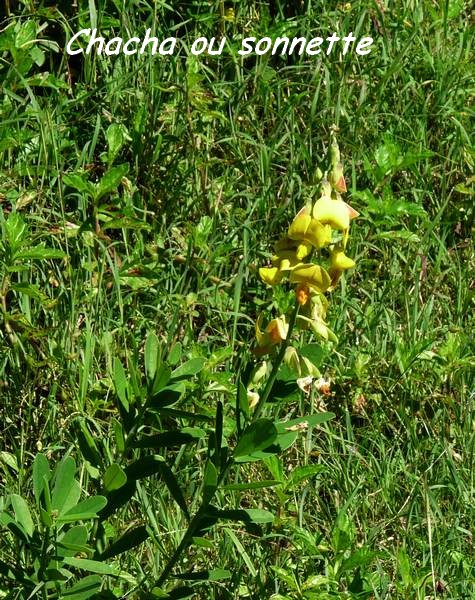 Chacha, Crotelaria retusa,Sonnette, Trace du Prince
