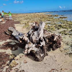souche littoral anse à l`eau St François