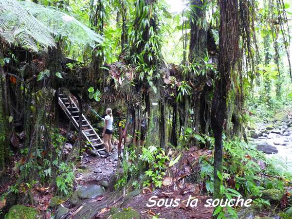 souche sentier moreau L