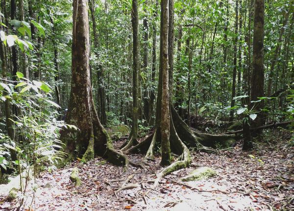 troncs sous bois, trois cornes, nord basse terre, guadeloupe