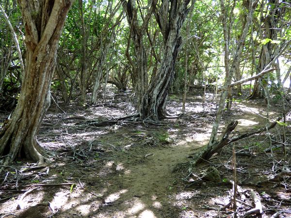 sous bois de campêches, Port Louis, grande terre, Guadeloupe