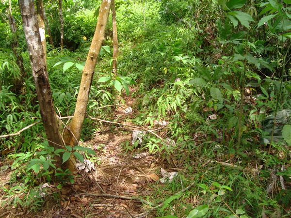 sous bois , cascade bis, Sainte rose, guadeloupe