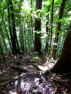 sous bois canyon moustique petit bourg guadeloupe