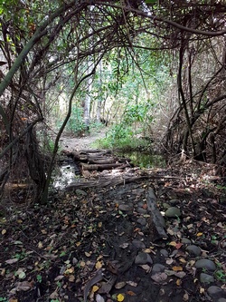 sentier dans le bois mamalier cote sous le vent Guadeloupe