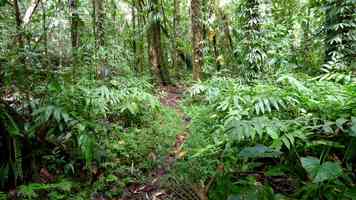 sous bois, rivière quiock, route mamelles, guadeloupe