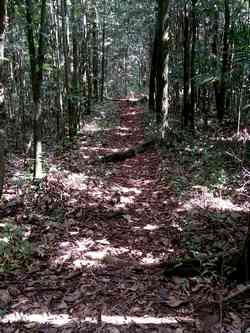 sous bois tambour petit bourg guadeloupe