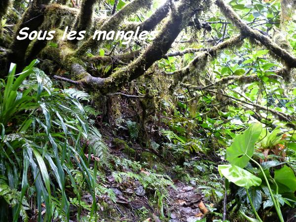 Clusia mangle,Mangle montagne, Piton de Bouillante