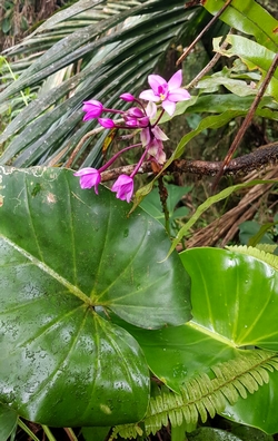 spatoglotthis orchidée Mamelle pB