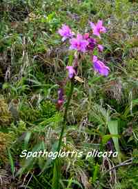 spathoglottis, orchidée, soufrière, guadeloupe