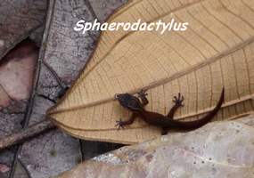 Sphaerodactylus, ravine gras, petit bourg