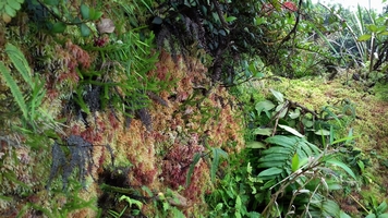 sphaignes soufrière guadeloupe