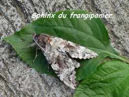 Sphinx, Pseudosphinx tetrio, T de H, Les saintes