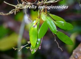 orchidée, nez cassé, basse terre, guadeloupe