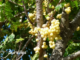 surelles arbre jardins Guadeloupe