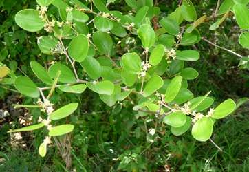 suretier bois jolan ste anne Guadeloupe