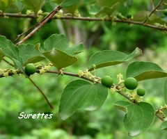 suretier arbre jardins Guadeloupe