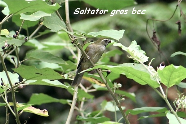 foret seche oiseau L