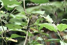oiseau foret seche, ecosysteme tropical, guadeloupe, antlles
