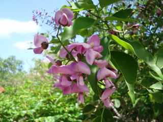 balade ilet cabrit les asintes foret seche guadeloupe