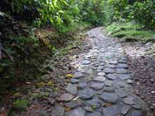 balade armistice, pas du roi, basse terre, foret humide, guadeloupe