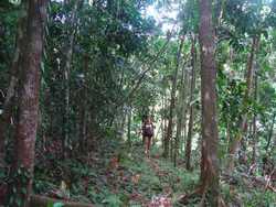 sentier, balade, dos d`ane, basse terre, guadeloupe, antilles