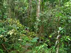 sentier, balade, dos d`ane, basse terre, guadeloupe, antilles