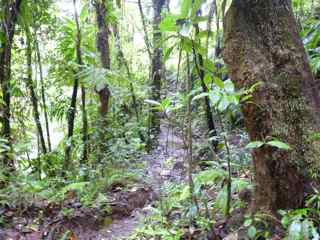 balade rivière grosse corde foret tropicale humide basse terre guadeloupe