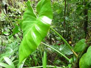 balade rivière grosse corde flore foret ropicale humide basse terre gaudeloupe