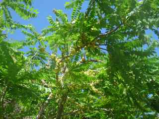 balade morne morel, les saintes, arbre foret seche, guadeloupe