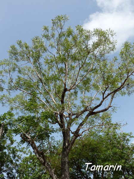 Tamarin bord de mer, Tamarindus indica, Deshaies, La Perle