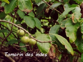 tamarin des indes jardins Guadeloupe