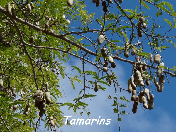 tamarins désirade L