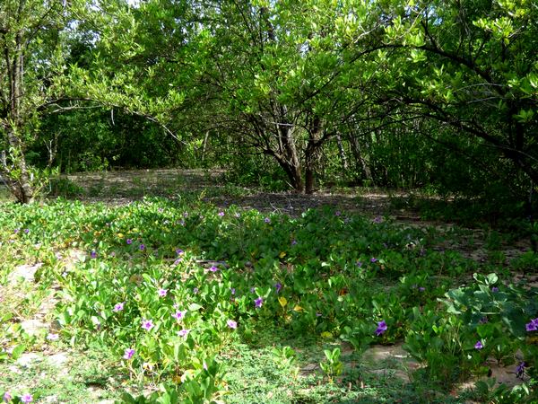 tapis de fleurs, port louis, Grande terre, Guadeloupe