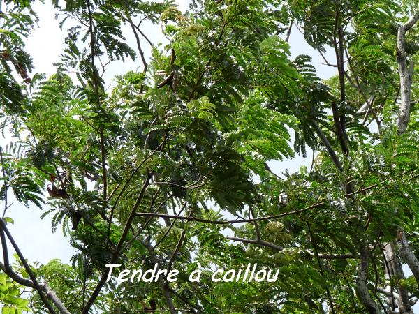 Tendre à caillou, Acacia muricata, Gros Morne