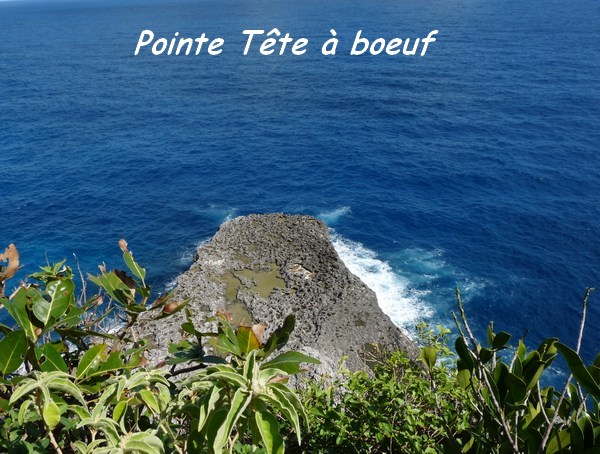 pointe tete boeuf TGT3 L