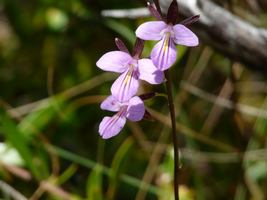 orchidée trace grand nord Désirade guadeloupe