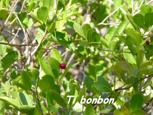 ti bonbon, Crossopetalum rhacoma, barre de cadoue