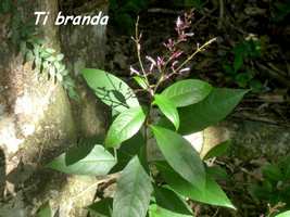 ti branda, morne cadet, gourbeyre