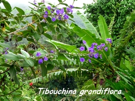 tibouchina grandiflora arbuste guadeloupe