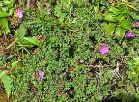 Thym montagne, Tibouchina ornata, Soufrière, basse terre, guadeloupe