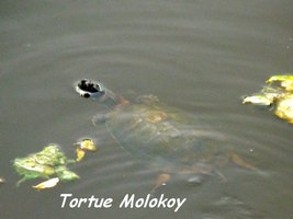 Tortue Molokoy, Marie Galante