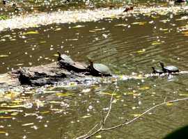 tortues, étang, terre de bas, Guadeloupe