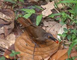 trembleur brun, oiseau, rivière quiock, route mamelles, guadeloupe