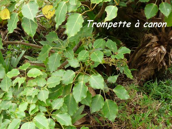 trompette à canon L