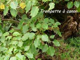 trompette à canon, arbuste, soufrière, guadeloupe