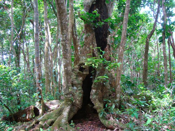 tronc fendu, trace baille argent, basse terre nord, guadeloupe