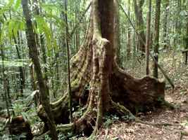 gommier, arbre foret humide, rivière quiock, route mamelles, guadeloupe