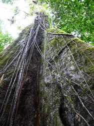 troncs et lianes, madeleine, basse terre sud, guadeloupe